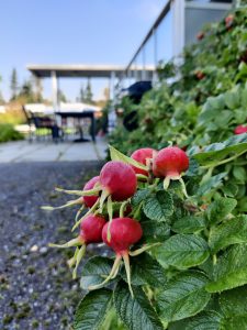 i förgrunden nyponbuskens bär. Ingångn till Pixnekliniken i bakgrunden